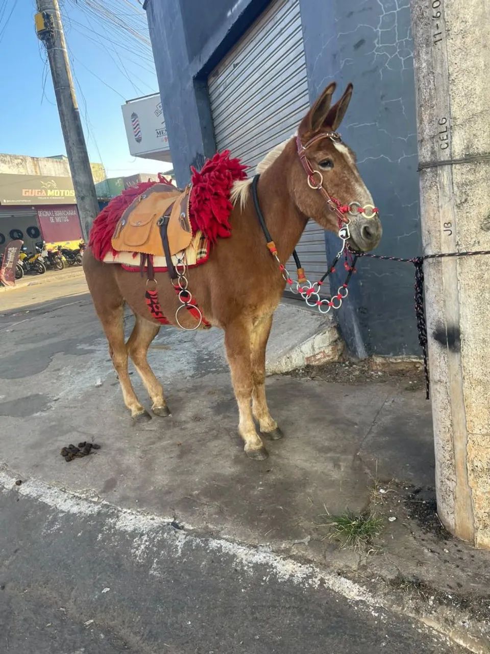 Burro manso - Foto 3