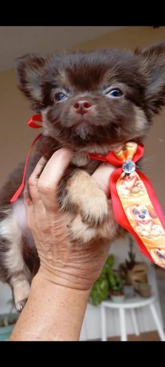Chihuahua Machos   - Foto 2