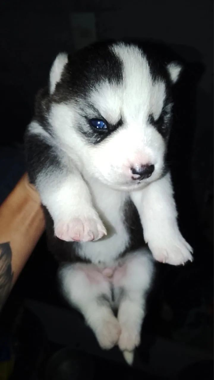 Husk siberiano  - Foto 4