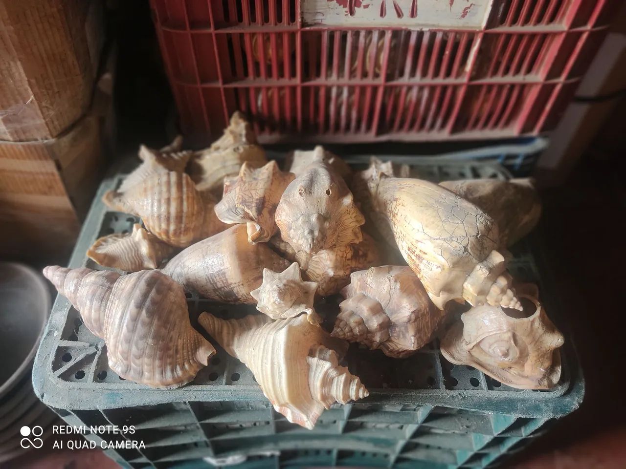 Conchas naturais tamanhos variados - Foto 2