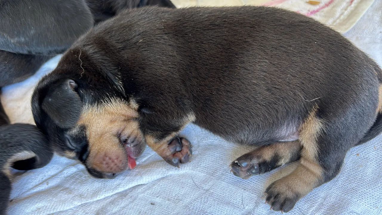 filhotes de dachshund (salsicha) - Foto 4