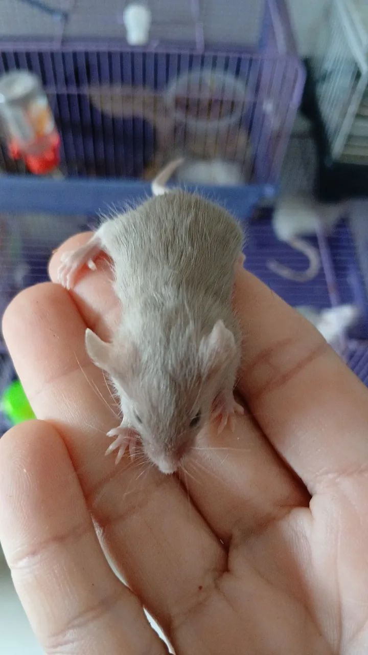 Camundongo  - Foto 4