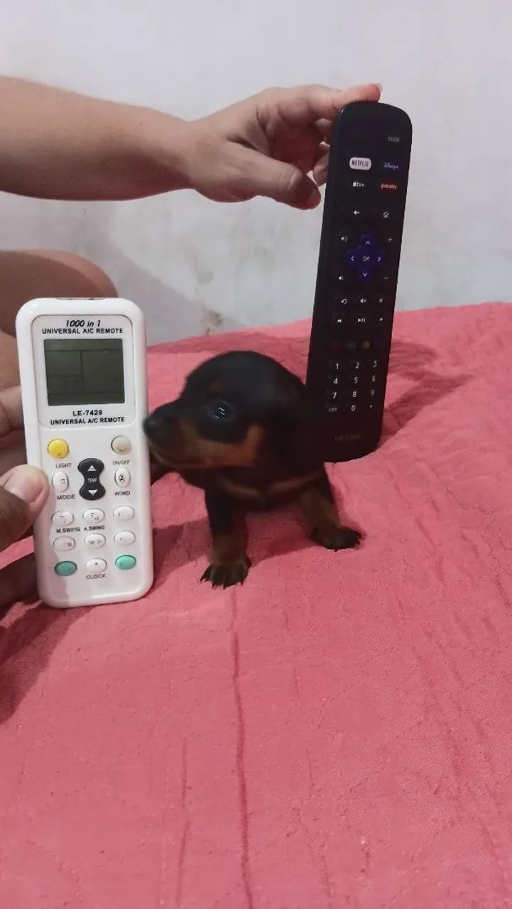 Pinscher zeroooo femea  - Foto 2