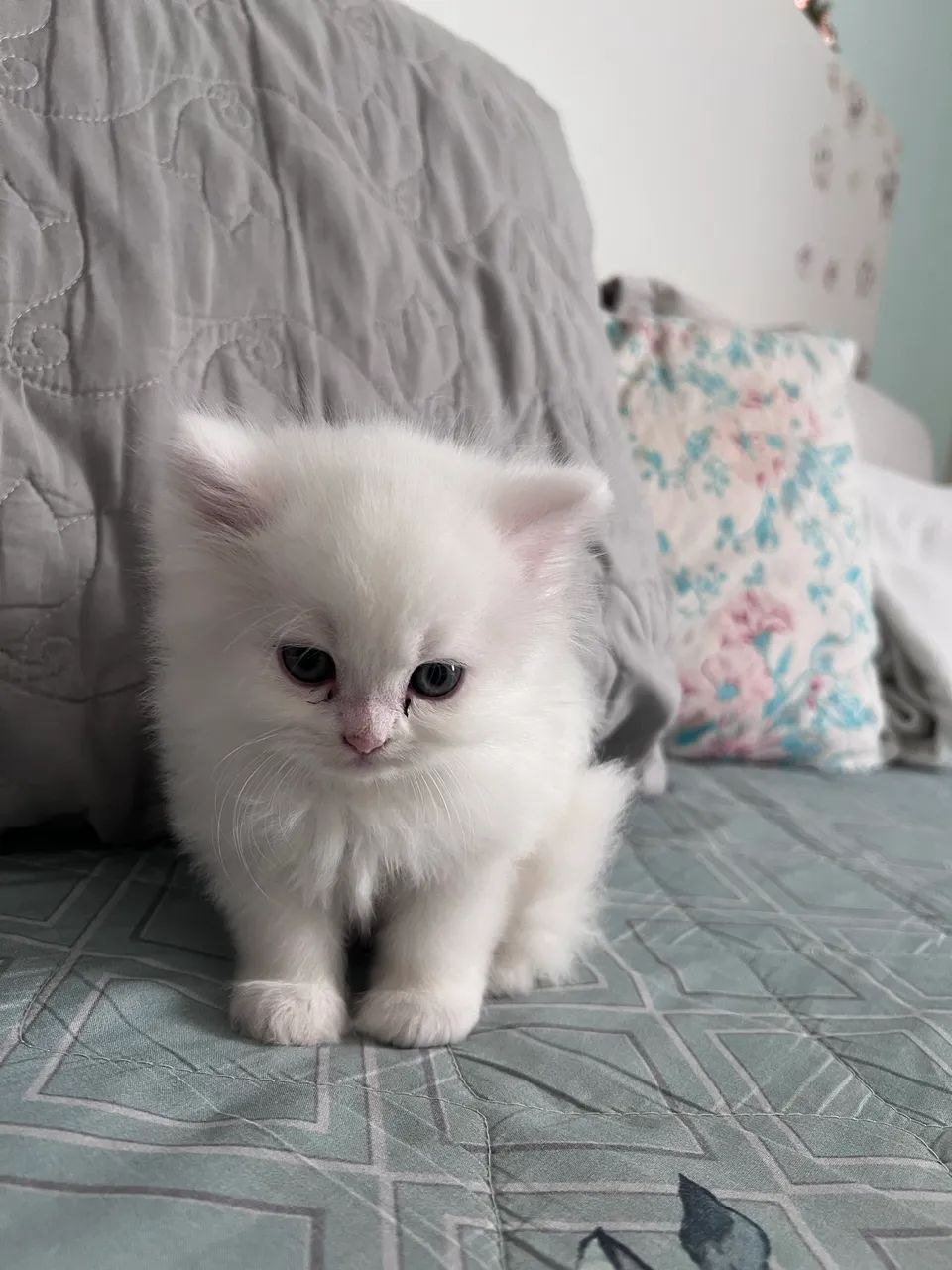 Gato persa  - Foto 4