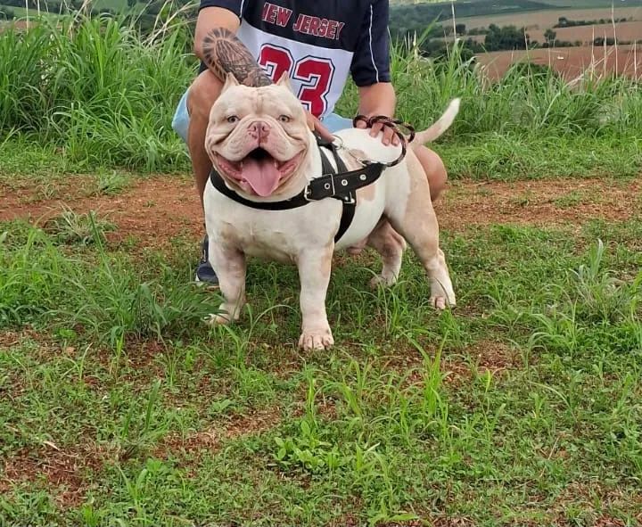 America Bully  - Foto 5