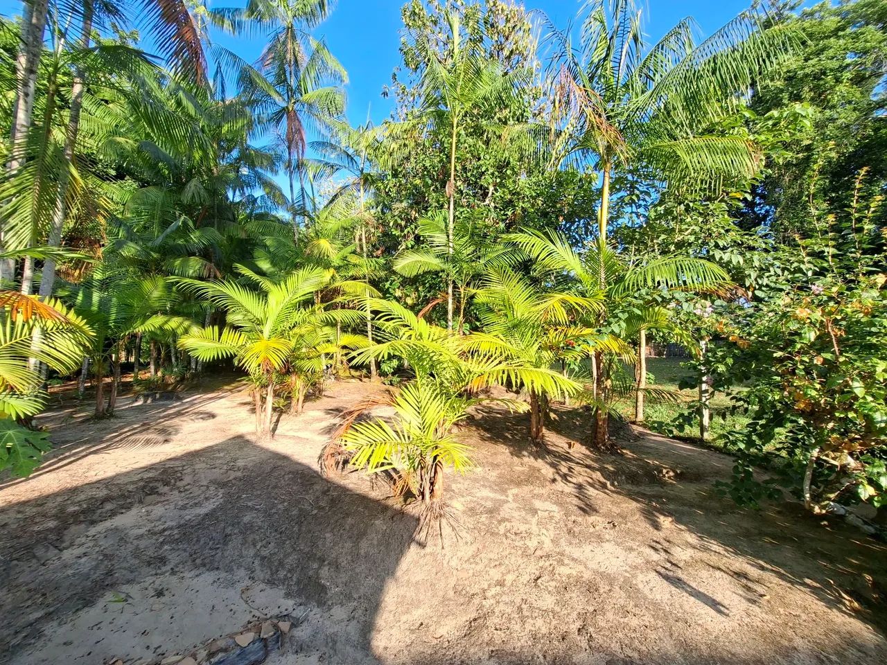 Terreno com Plantio de Açaí 