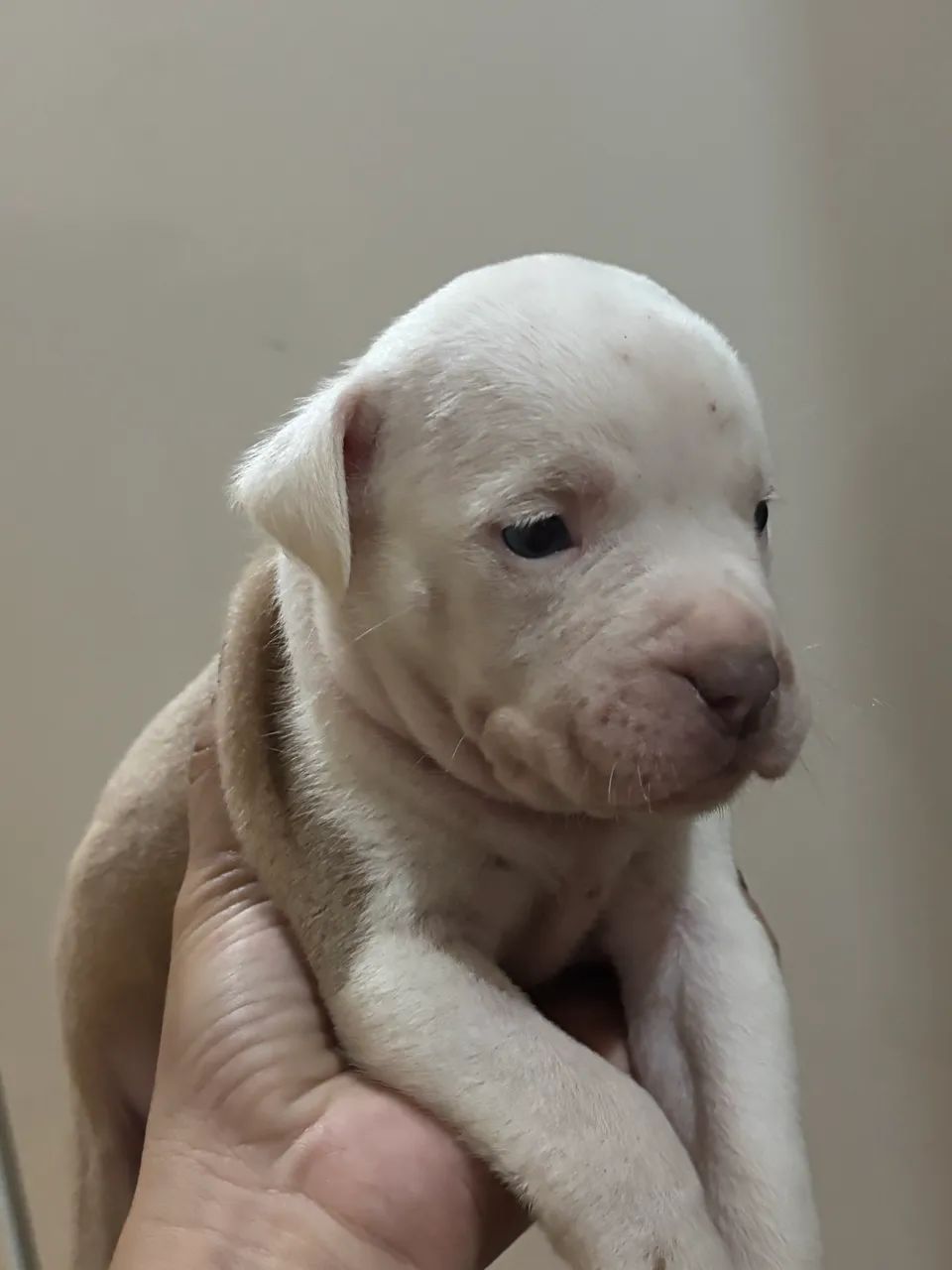 Cachorro  - Foto 4