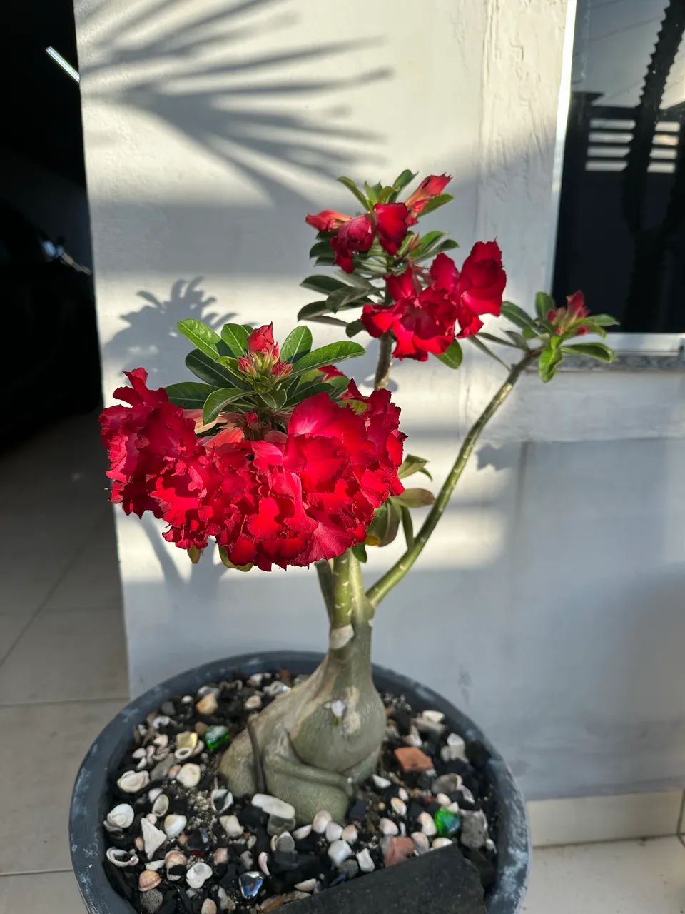 Venda Rosa do Deserto  