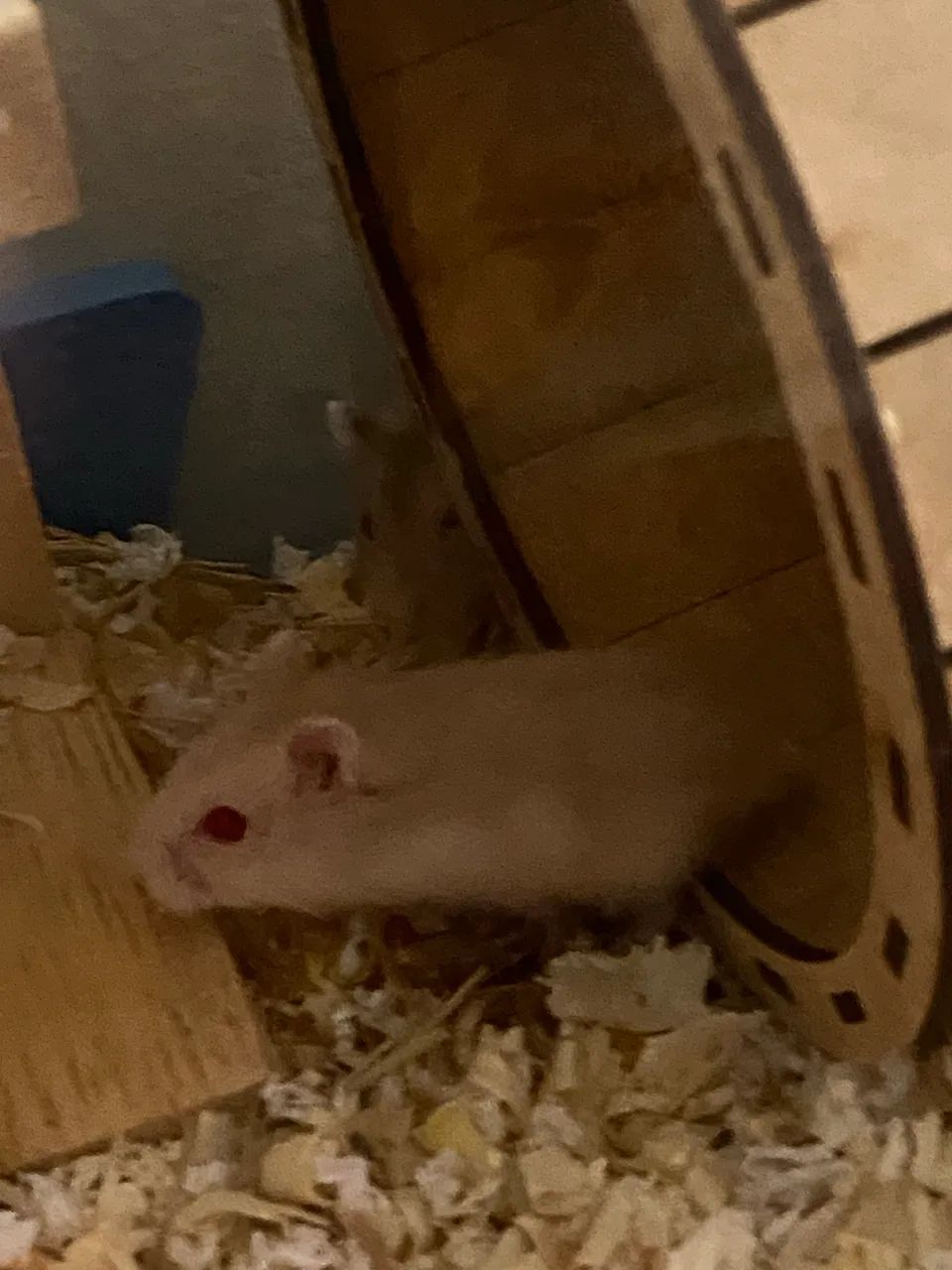 Hamster filhote  - Foto 3