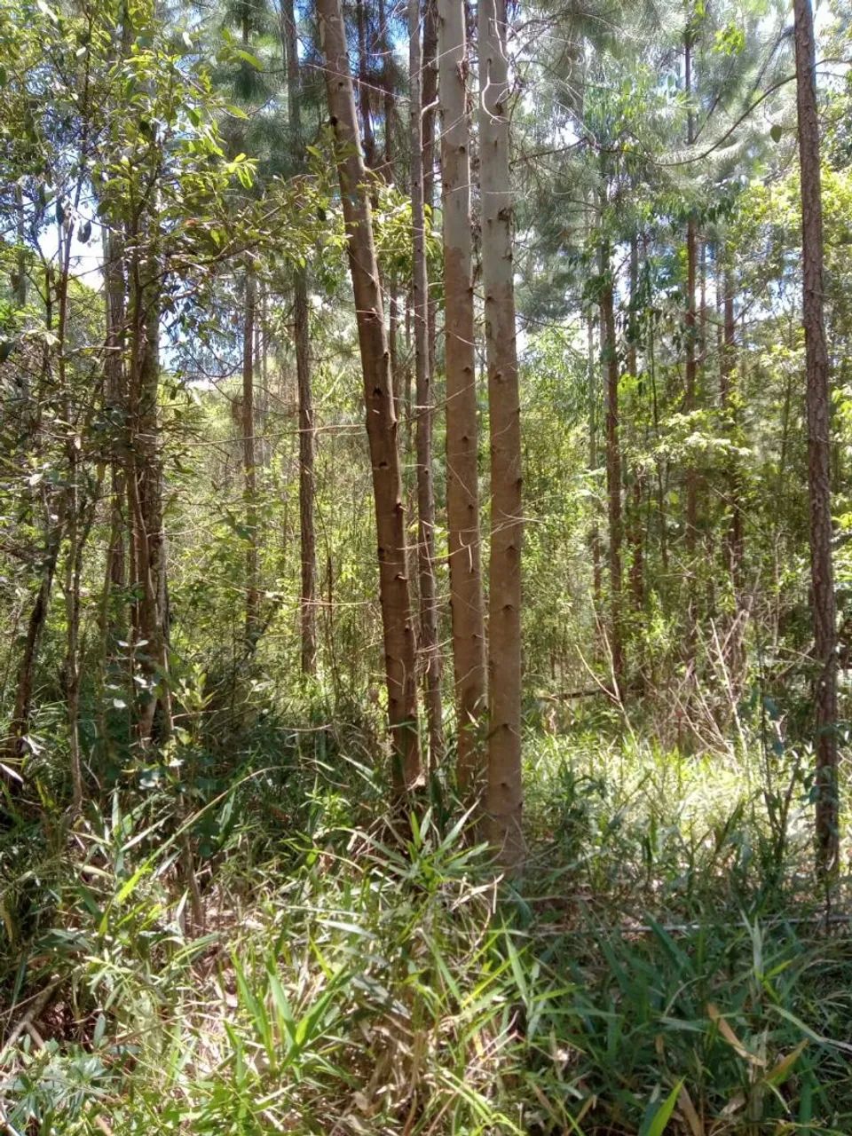 Terreno Rural em Antônio Olinto  - Foto 4