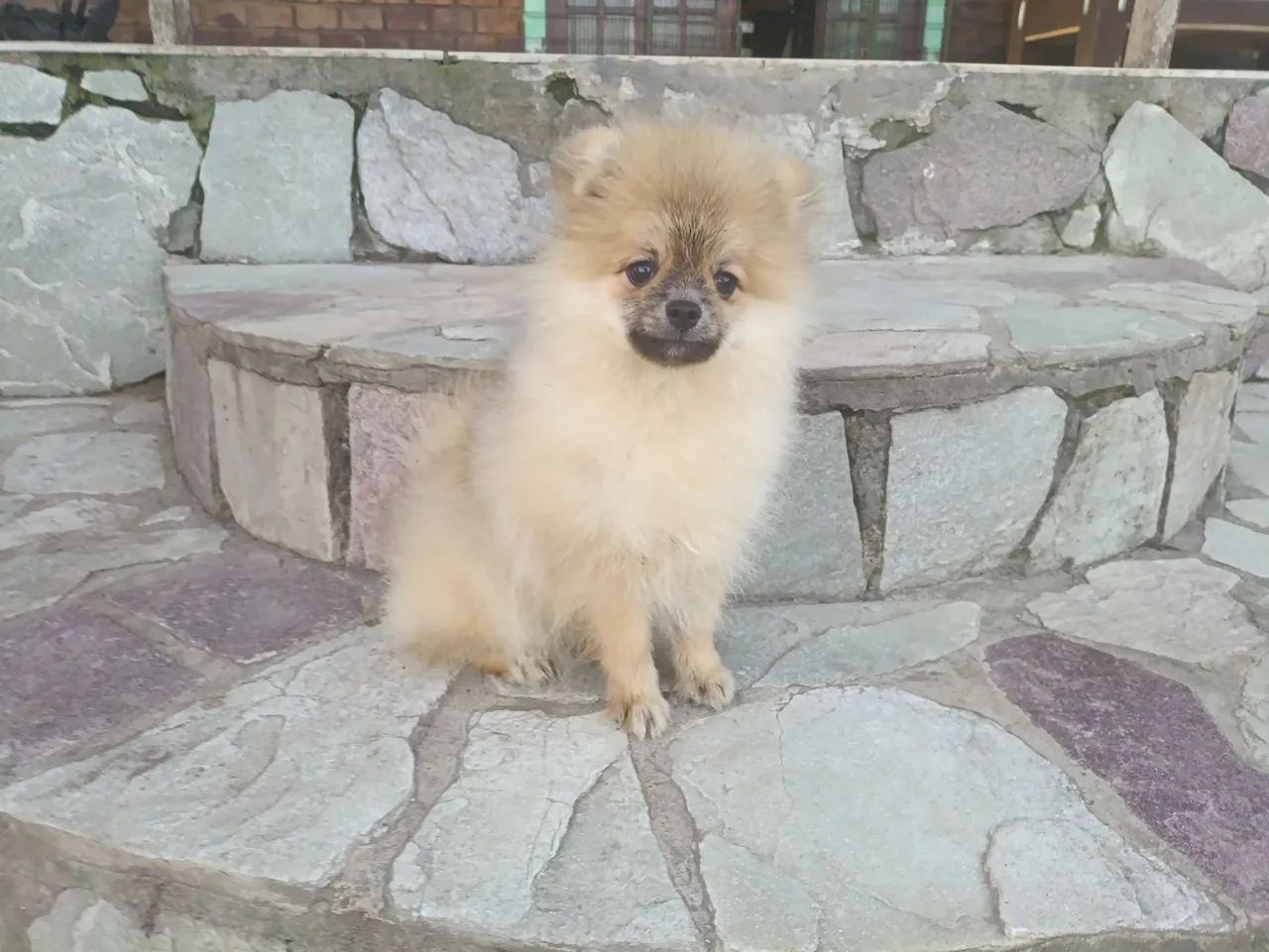 Spitz Alemão anão macho disponíveis - Foto 5