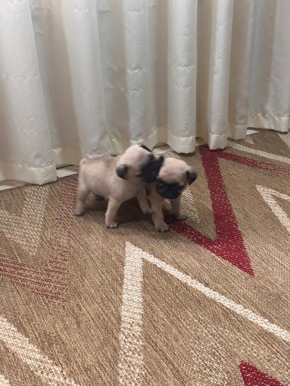 Vendas Pug - Foto 2