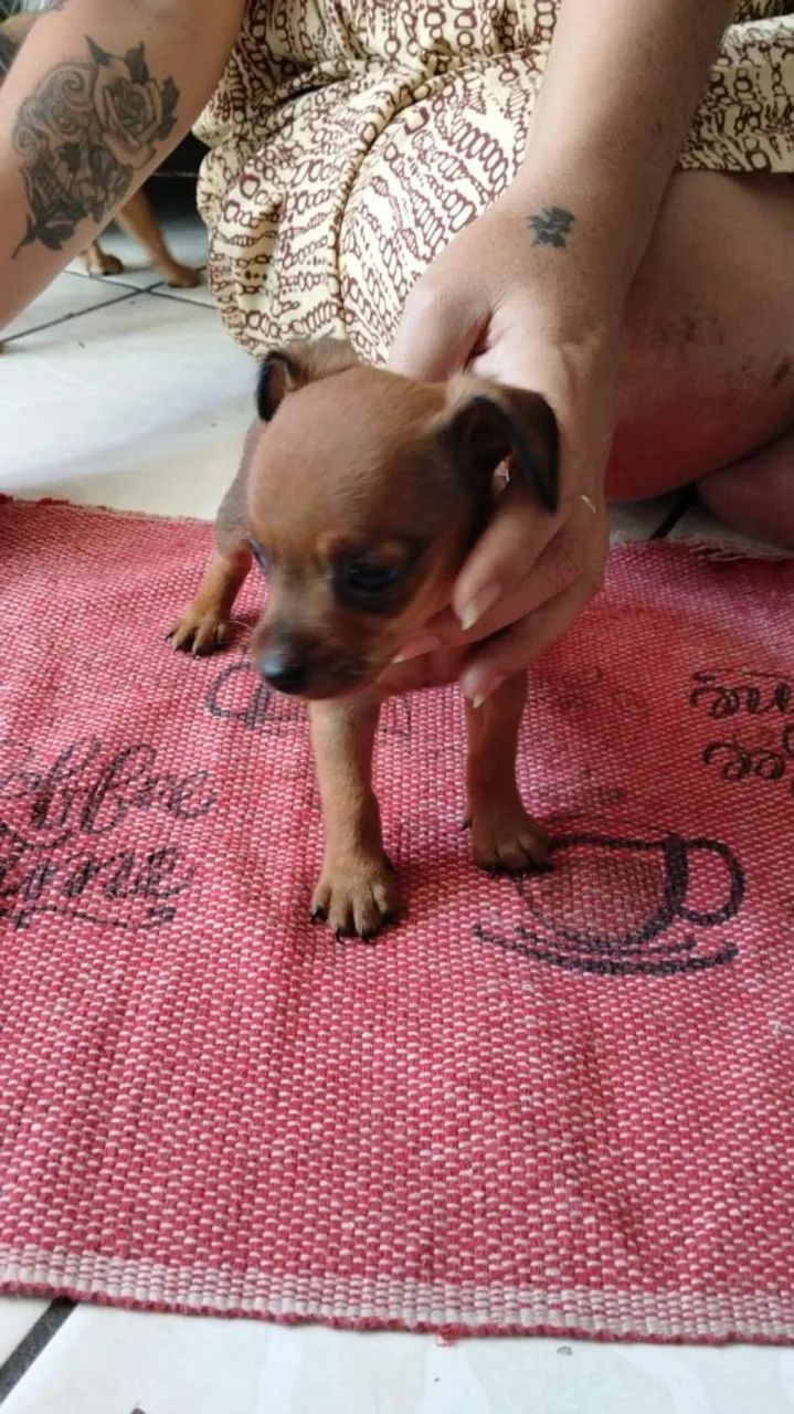 Pinscher 0 com 1