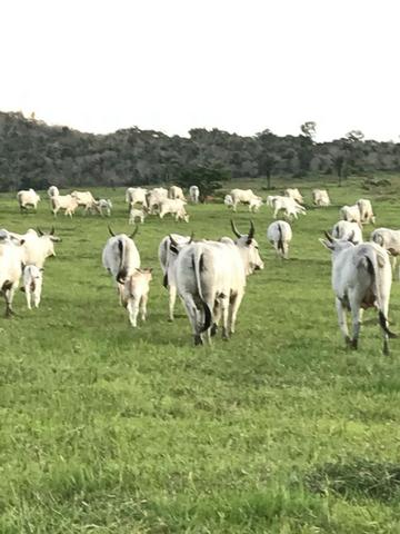 Fazenda de 606 hectares, S. Joao da Baliza De porteira fechada. ler descrição do anuncio - Foto 11