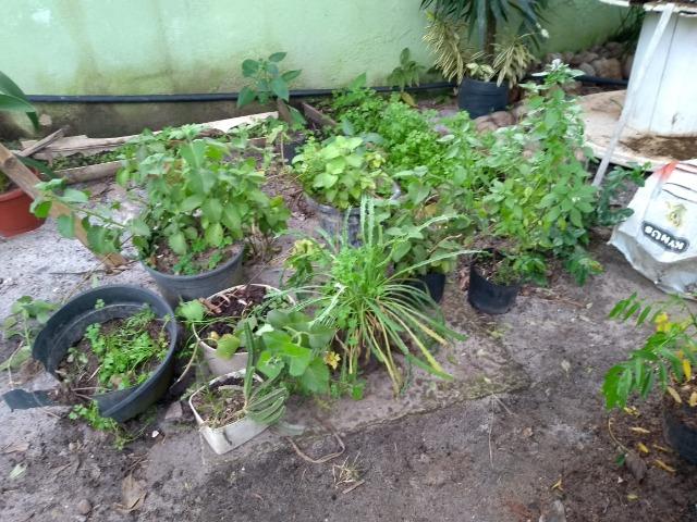 Mudas de Plantas e Hortaliças - Foto 6