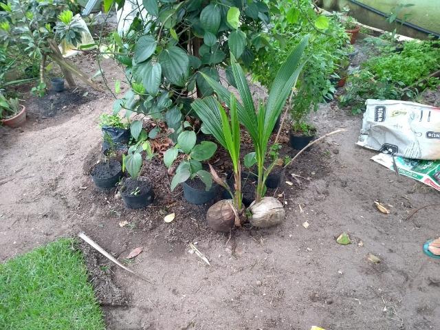 Mudas de Plantas e Hortaliças - Foto 3