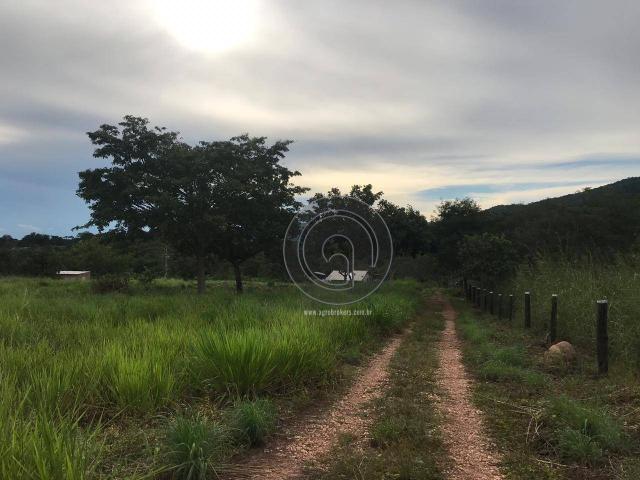 Sítio 11,8 ha na região distrito da guia - Foto 2