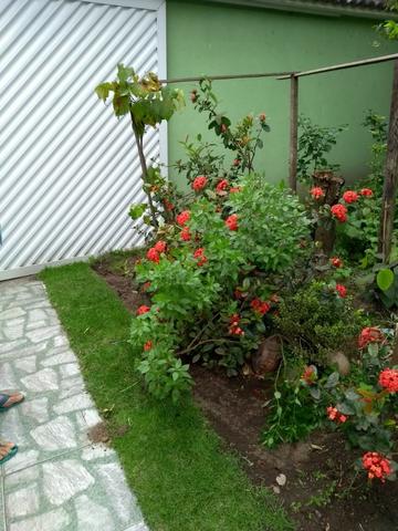 Mudas de Plantas e Hortaliças - Foto 5