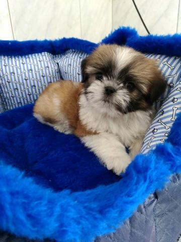 Shitzu lindos filhotes no jack pet - Foto 3