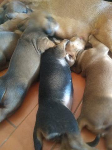 Salsichinhas,tekel,daschund - Foto 2