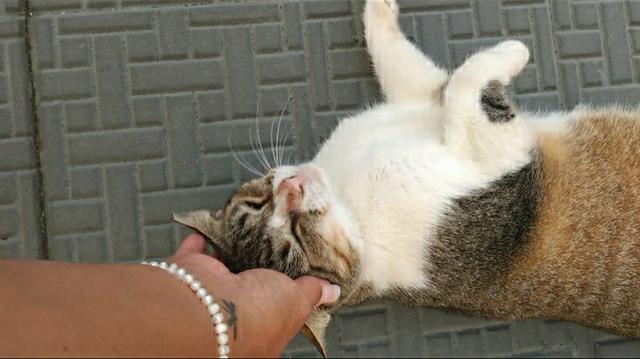Adoção de Pinguça, gatinha carinhosa - Foto 6