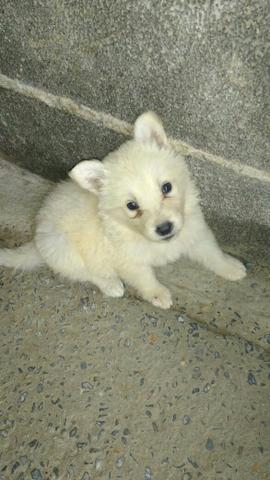 Vendo filhotes pastor suiço