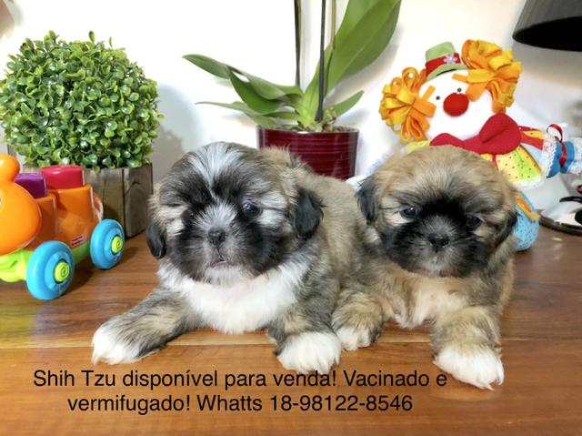 Shih Tzu