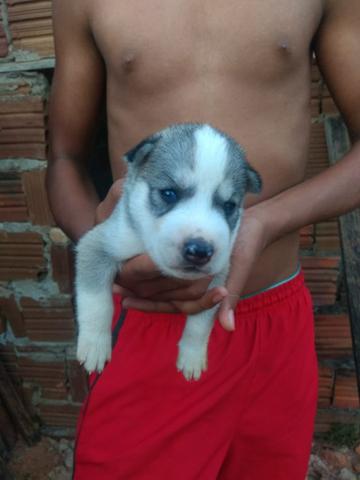 Filhotes husky siberiano - Foto 4