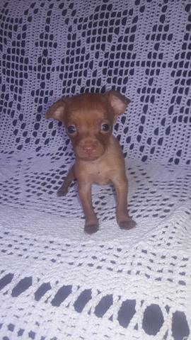 Pinscher Macho a partir de 350 e fêmea a partir de 650