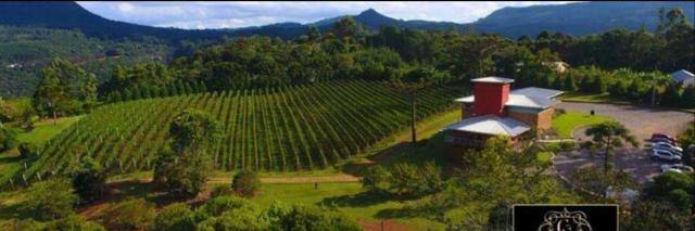Vinícola em Gramado em produção - Foto 11