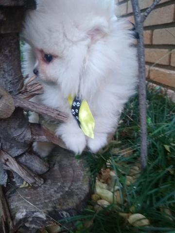 Lulu anão (Spitz alemão) - Foto 6