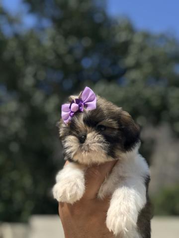 Lindas bibelôs de shih Tzu canil imperial amor ? e carinho com nossos filhotes