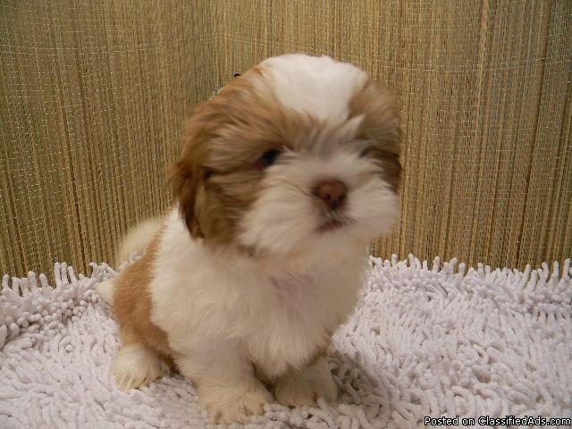 Shihtzu miniatura machos esse valor so nesse dia das crianças corra