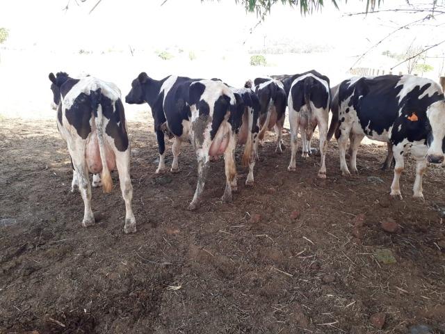Vacas girolanda (Plano de venda) - Foto 4
