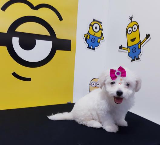 Maltês fêmea top