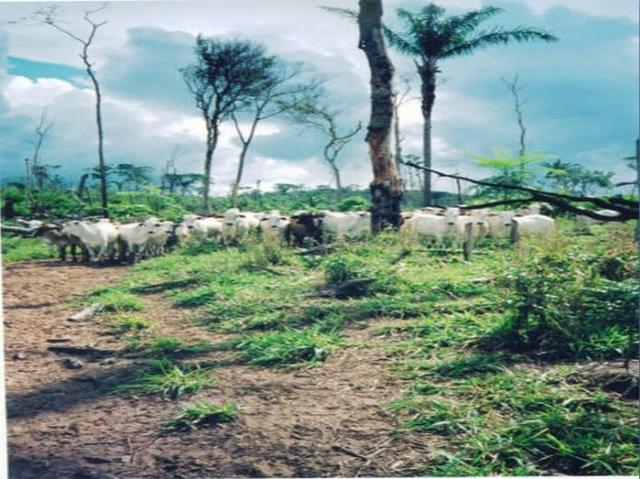 Fazenda região de Juara F0022 - Foto 9