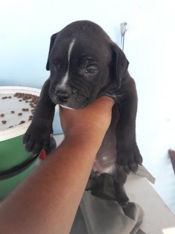 Filhotes de pitbull Amstaff - Foto 5