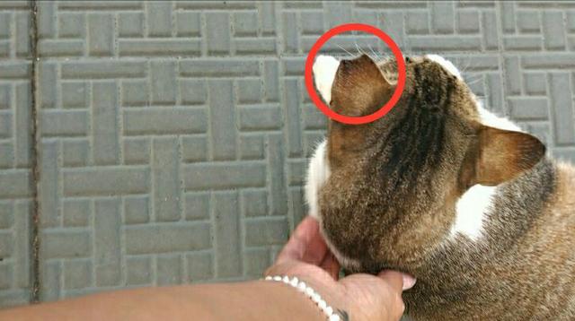 Adoção de Pinguça, gatinha carinhosa - Foto 4