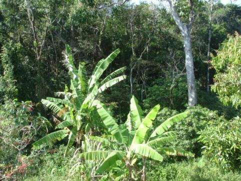 Terreno, Pântano do Sul, Florianópolis-SC
