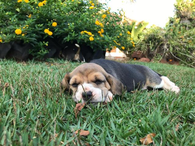 Beagles fofos