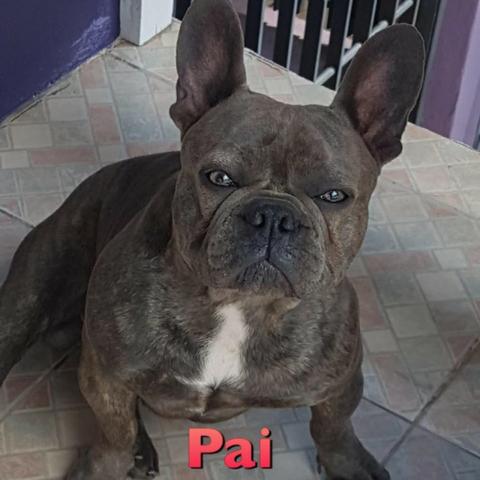 BullDog Francês 10X Sem Juros - Foto 6
