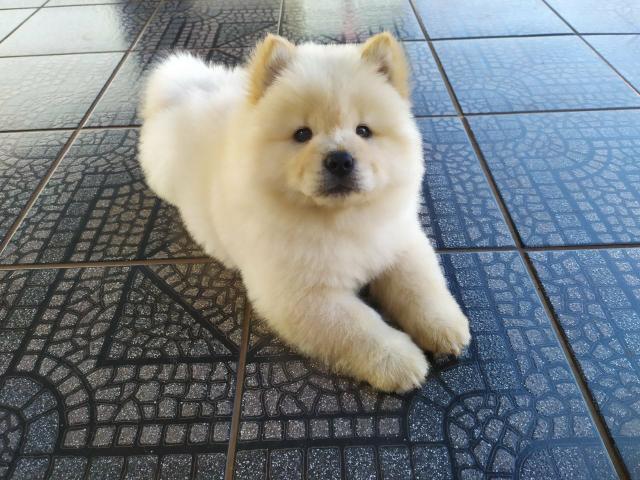 Chow Chow macho e fêmea top - Foto 2