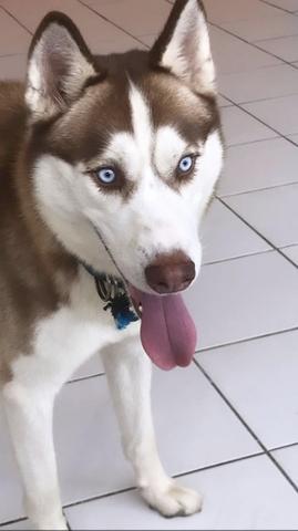 Filhotes husky siberiano - Foto 6