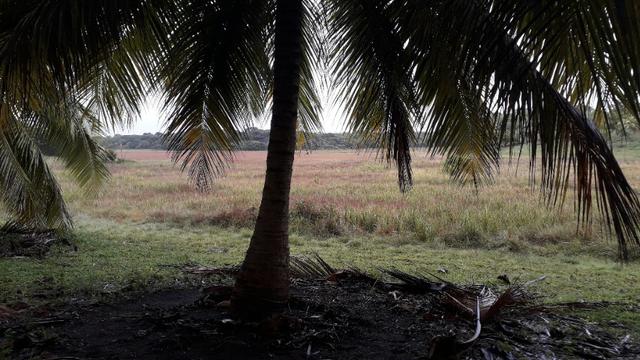 Fazenda em Conde, 45 tarefas - Foto 15