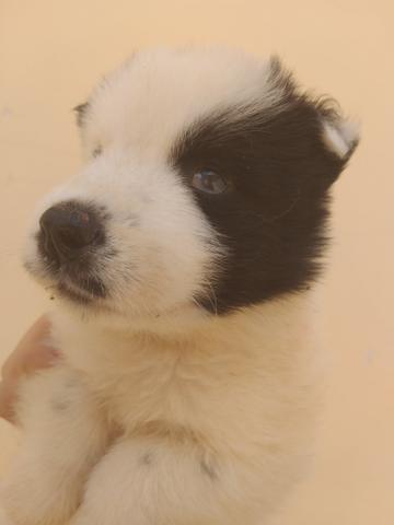 Filhotes de husky siberiano piebald - Foto 5