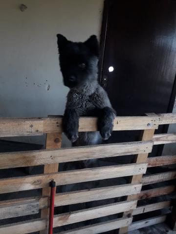 Cachorro - Foto 3