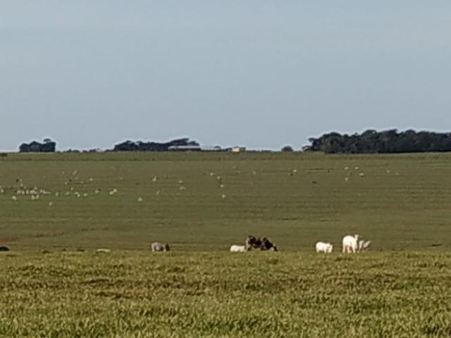 Fazenda Divisa com Paraguai 3.354 Alqueires Paulista!!!!!! - Foto 6