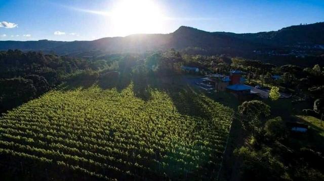 Vinícola em Gramado em produção - Foto 8