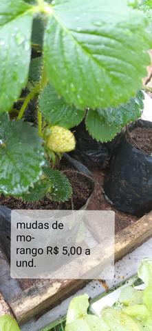 Mudas de hortaliças, e suculentas plantas em geral - Foto 2