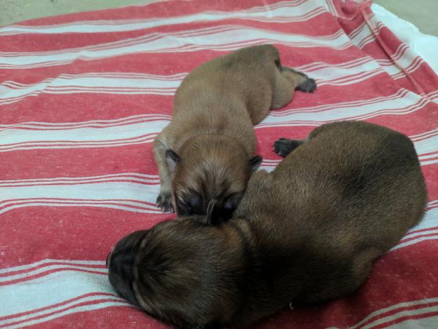 Filhotes de Chow Chow - Foto 4